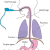 Gastroscopie
